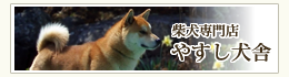 柴犬専門店 やすし犬舎